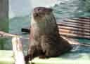 ユーラシアカワウソの写真 1